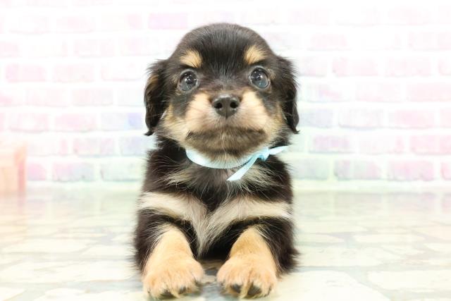 東京都のチワックス(チワワ×ダックス) (Coo&RIKU池袋西口店/2026年1月29日生まれ/男の子/ブラックタン)の子犬の1枚目の画像