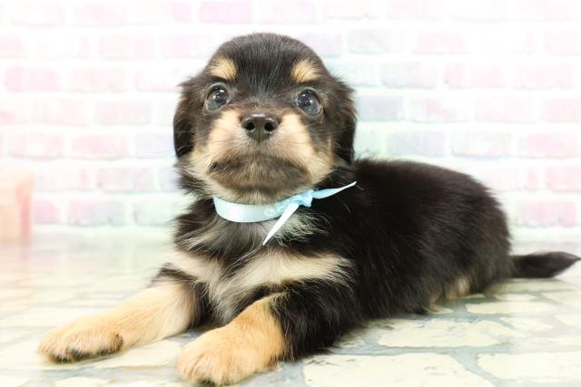 東京都のチワックス(チワワ×ダックス) (Coo&RIKU池袋西口店/2026年1月29日生まれ/男の子/ブラックタン)の子犬の2枚目の画像