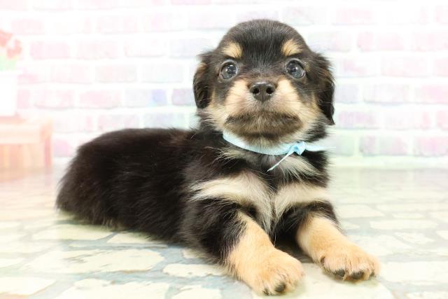 東京都のチワックス(チワワ×ダックス) (Coo&RIKU池袋西口店/2026年1月29日生まれ/男の子/ブラックタン)の子犬の3枚目の画像