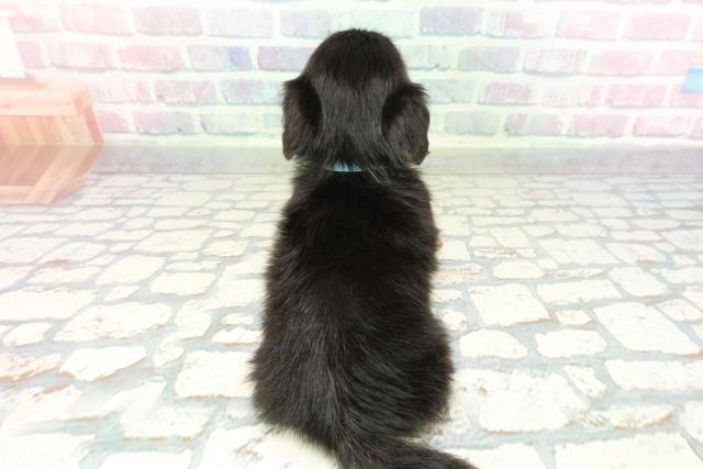 東京都のチワックス(チワワ×ダックス) (Coo&RIKU池袋西口店/2026年1月29日生まれ/男の子/ブラックタン)の子犬の4枚目の画像