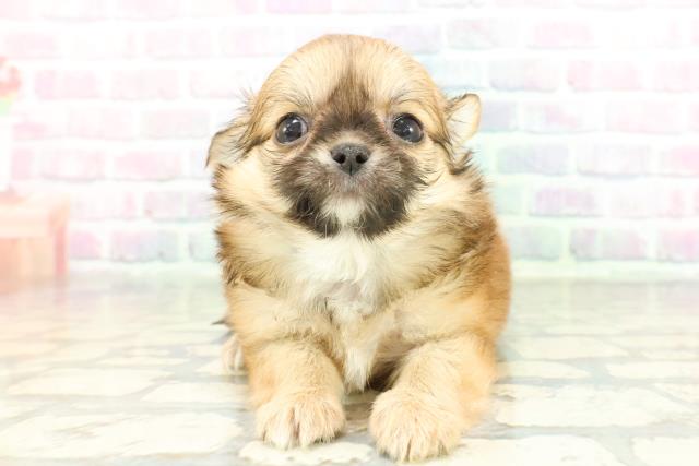 東京都のチワワ(ロング) (Coo&RIKU高円寺店/2026年1月28日生まれ/男の子/レッドホワイト)の子犬の1枚目の画像