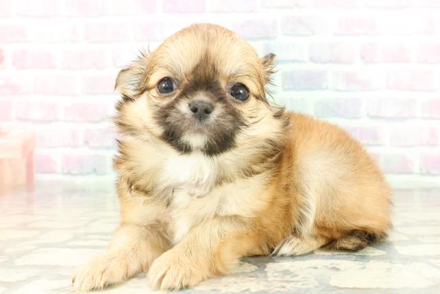 東京都のチワワ(ロング) (Coo&RIKU高円寺店/2026年1月28日生まれ/男の子/レッドホワイト)の子犬の2枚目の画像