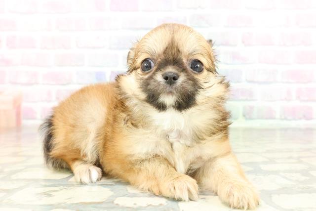 東京都のチワワ(ロング) (Coo&RIKU高円寺店/2026年1月28日生まれ/男の子/レッドホワイト)の子犬の3枚目の画像