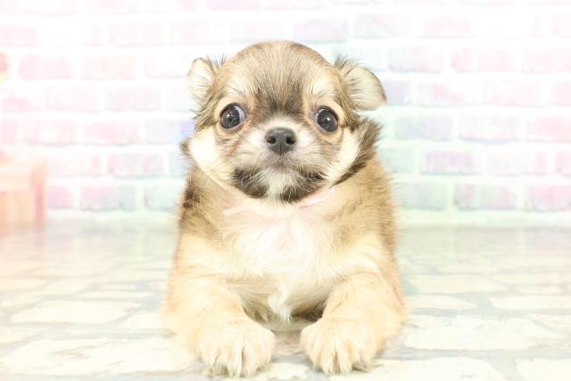 東京都のチワワ(ロング) (Coo&RIKU三軒茶屋店/2026年1月28日生まれ/女の子/セーブルホワイト)の子犬