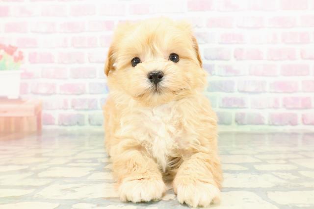 群馬県のマルプー(マルチーズ×プードル) (Coo&RIKU伊勢崎店/2026年1月28日生まれ/男の子/アプリコット)の子犬の1枚目の画像