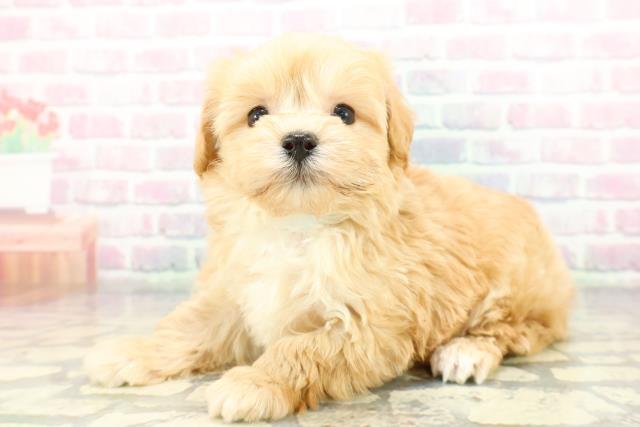 群馬県のマルプー(マルチーズ×プードル) (Coo&RIKU伊勢崎店/2026年1月28日生まれ/男の子/アプリコット)の子犬の2枚目の画像