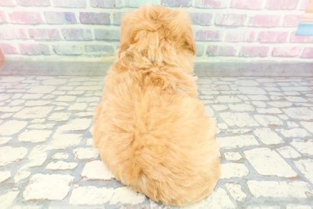 群馬県のマルプー(マルチーズ×プードル) (Coo&RIKU伊勢崎店/2026年1月28日生まれ/男の子/アプリコット)の子犬の4枚目の画像