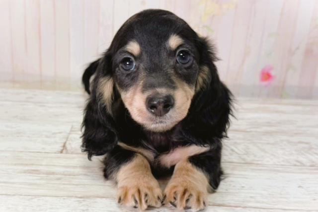 ミニチュア・ダックスフンド