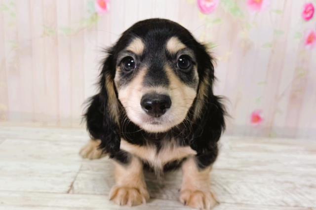 ミニチュア・ダックスフンド