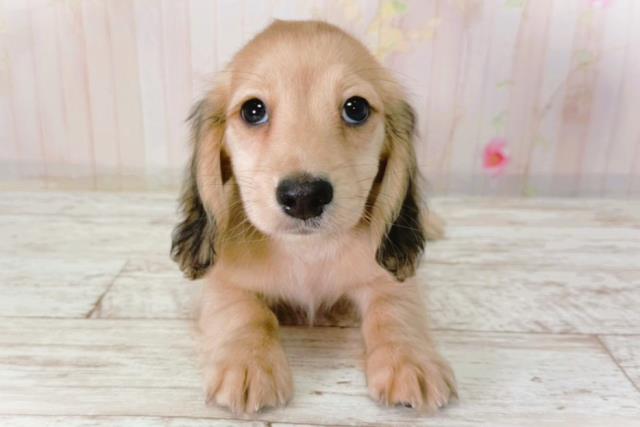 北海道のミニチュアダックスフンド(ロング) (Coo&RIKU函館店/2026年2月1日生まれ/男の子/シェーデットイエロー)の子犬の1枚目の画像