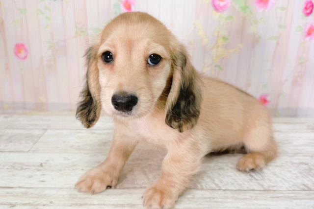 北海道のミニチュアダックスフンド(ロング) (Coo&RIKU函館店/2026年2月1日生まれ/男の子/シェーデットイエロー)の子犬の2枚目の画像