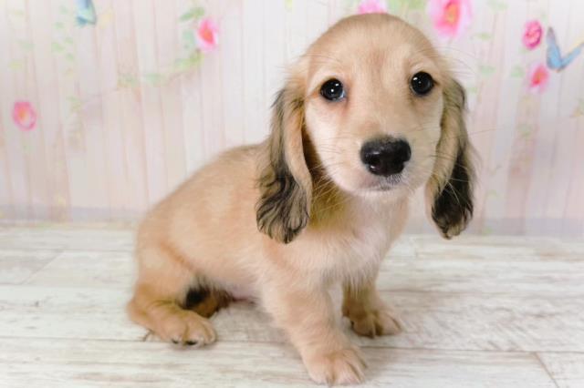 北海道のミニチュアダックスフンド(ロング) (Coo&RIKU函館店/2026年2月1日生まれ/男の子/シェーデットイエロー)の子犬の3枚目の画像