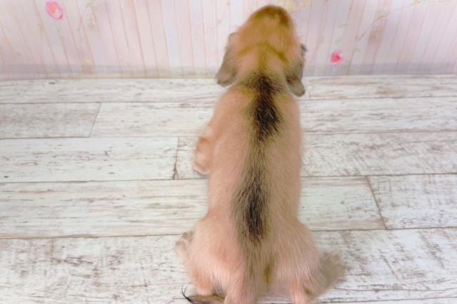 北海道のミニチュアダックスフンド(ロング) (Coo&RIKU函館店/2026年2月1日生まれ/男の子/シェーデットイエロー)の子犬の4枚目の画像