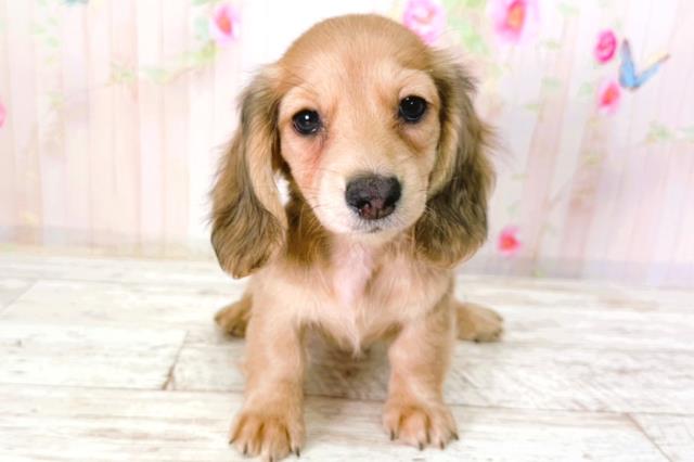 北海道のミニチュアダックスフンド(ロング) (Coo&RIKU札幌東店/2026年2月1日生まれ/女の子/シェーデットイエロー)の子犬の1枚目の画像