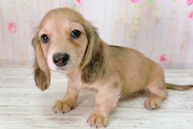 北海道のミニチュアダックスフンド(ロング) (Coo&RIKU札幌東店/2026年2月1日生まれ/女の子/シェーデットイエロー)の子犬の2枚目の画像