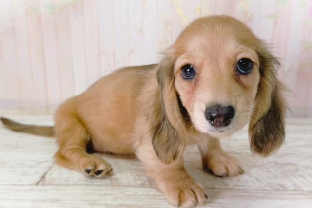 北海道のミニチュアダックスフンド(ロング) (Coo&RIKU札幌東店/2026年2月1日生まれ/女の子/シェーデットイエロー)の子犬の3枚目の画像