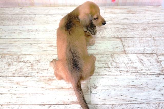 北海道のミニチュアダックスフンド(ロング) (Coo&RIKU札幌東店/2026年2月1日生まれ/女の子/シェーデットイエロー)の子犬の4枚目の画像