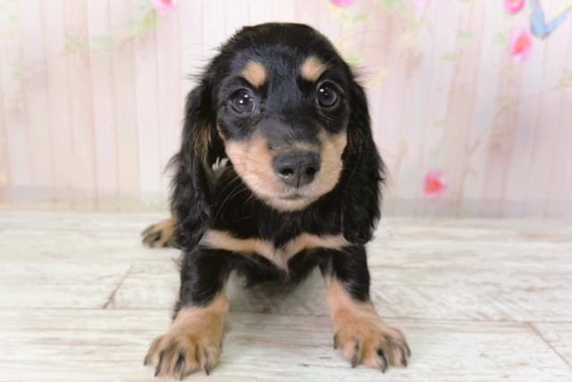 北海道のミニチュアダックスフンド(ロング) (Coo&RIKU函館店/2026年2月1日生まれ/女の子/ブラックタン)の子犬の1枚目の画像