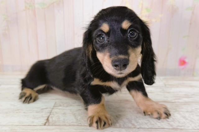 北海道のミニチュアダックスフンド(ロング) (Coo&RIKU函館店/2026年2月1日生まれ/女の子/ブラックタン)の子犬の3枚目の画像