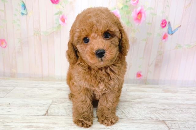 北海道のトイプードル(トイ) (Coo&RIKU函館店/2026年2月1日生まれ/男の子/レッド)の子犬の1枚目の画像