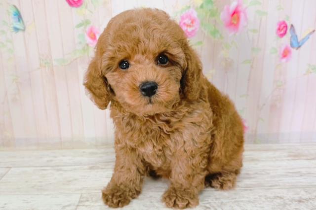 北海道のトイプードル(トイ) (Coo&RIKU函館店/2026年2月1日生まれ/男の子/レッド)の子犬の2枚目の画像