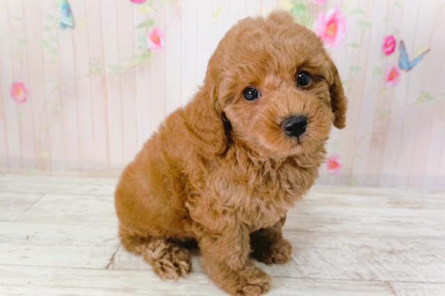 北海道のトイプードル(トイ) (Coo&RIKU函館店/2026年2月1日生まれ/男の子/レッド)の子犬の3枚目の画像