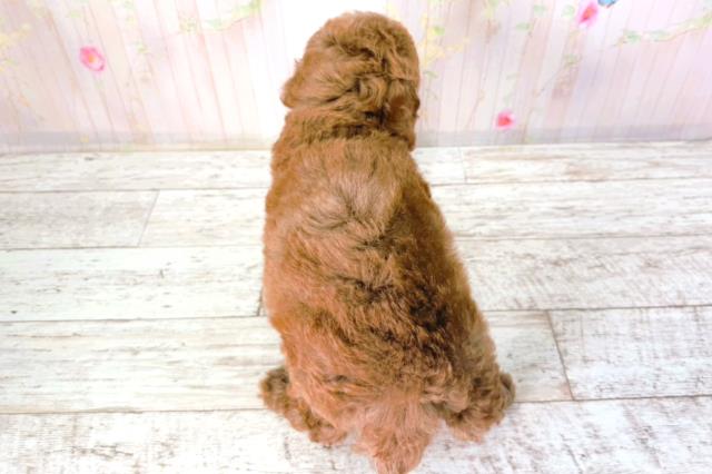 北海道のトイプードル(トイ) (Coo&RIKU函館店/2026年2月1日生まれ/男の子/レッド)の子犬の4枚目の画像