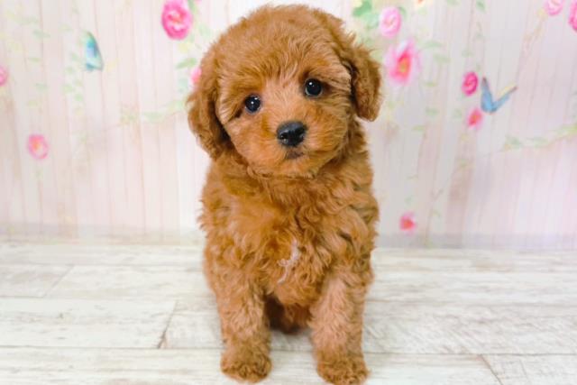 北海道のトイプードル(トイ) (Coo&RIKU帯広店/2026年2月1日生まれ/女の子/レッド)の子犬の1枚目の画像