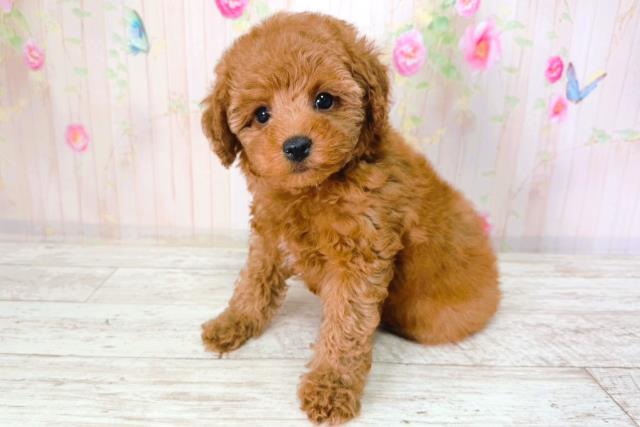 北海道のトイプードル(トイ) (Coo&RIKU帯広店/2026年2月1日生まれ/女の子/レッド)の子犬の2枚目の画像