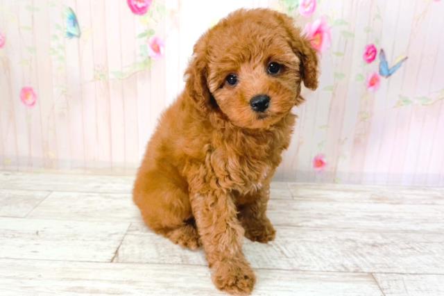 北海道のトイプードル(トイ) (Coo&RIKU帯広店/2026年2月1日生まれ/女の子/レッド)の子犬の3枚目の画像