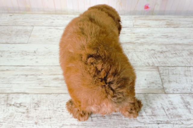 北海道のトイプードル(トイ) (Coo&RIKU帯広店/2026年2月1日生まれ/女の子/レッド)の子犬の4枚目の画像