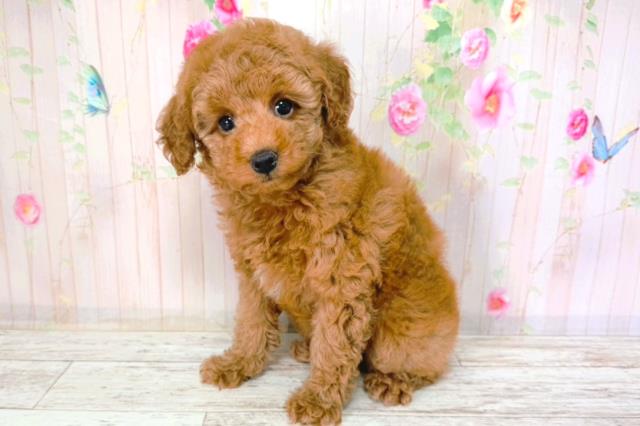 新潟県のトイプードル(トイ) (Coo&RIKU上越店/2026年2月1日生まれ/女の子/レッド)の子犬の2枚目の画像