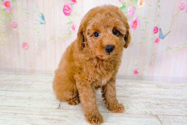 新潟県のトイプードル(トイ) (Coo&RIKU上越店/2026年2月1日生まれ/女の子/レッド)の子犬の3枚目の画像