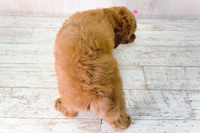 新潟県のトイプードル(トイ) (Coo&RIKU上越店/2026年2月1日生まれ/女の子/レッド)の子犬の4枚目の画像