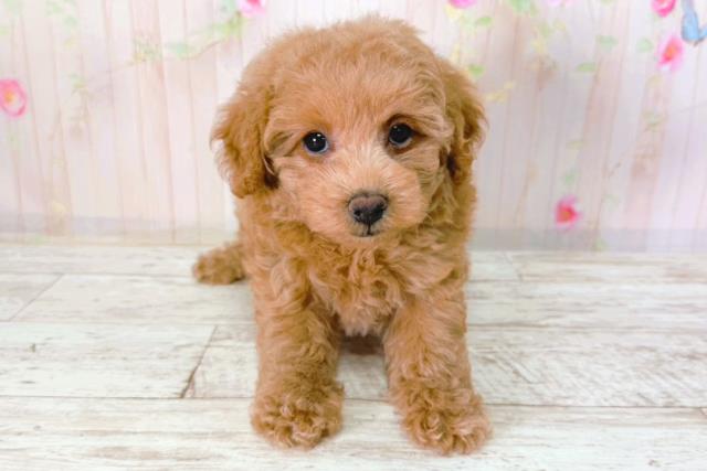 埼玉県のトイプードル(トイ) (Coo&RIKU所沢店/2026年2月1日生まれ/女の子/レッド)の子犬の1枚目の画像