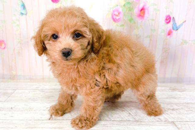 埼玉県のトイプードル(トイ) (Coo&RIKU所沢店/2026年2月1日生まれ/女の子/レッド)の子犬の2枚目の画像