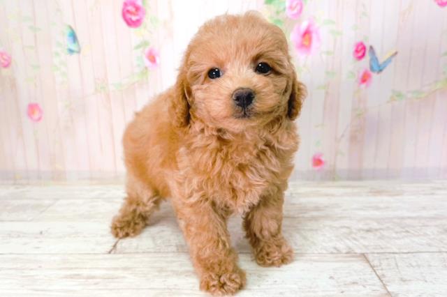 埼玉県のトイプードル(トイ) (Coo&RIKU所沢店/2026年2月1日生まれ/女の子/レッド)の子犬の3枚目の画像