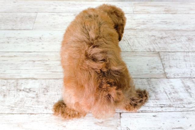 埼玉県のトイプードル(トイ) (Coo&RIKU所沢店/2026年2月1日生まれ/女の子/レッド)の子犬の4枚目の画像