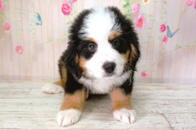 バーニーズマウンテンドッグ