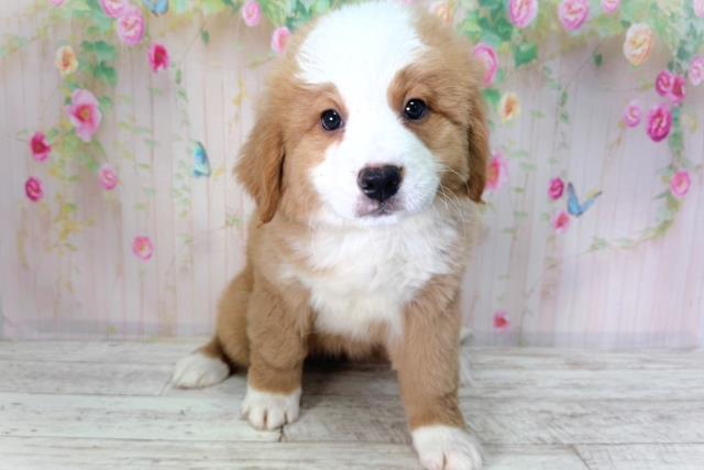 滋賀県のバーニーズマウンテンドッグ (Coo&RIKU東近江店/2026年1月30日生まれ/女の子/ラスト&ホワイト)の子犬