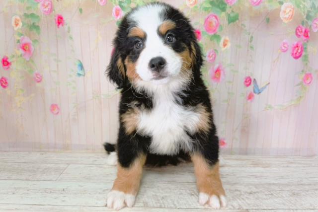 バーニーズマウンテンドッグ