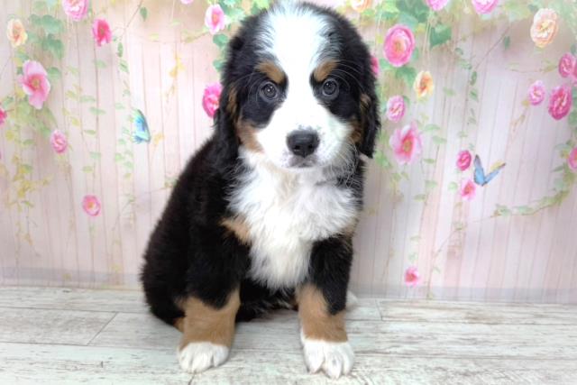 バーニーズマウンテンドッグ