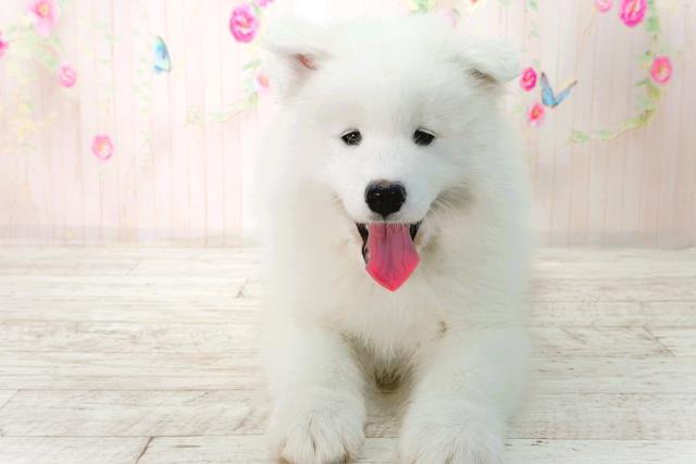 北海道のサモエド (Coo&RIKU札幌東店/2026年1月30日生まれ/男の子/ホワイト)の子犬の1枚目の画像