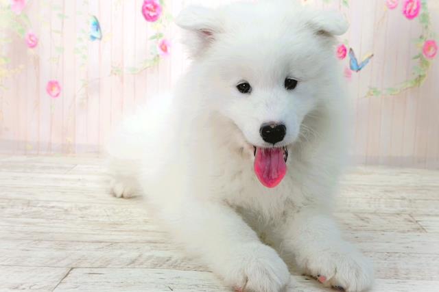 北海道のサモエド (Coo&RIKU札幌東店/2026年1月30日生まれ/男の子/ホワイト)の子犬の2枚目の画像