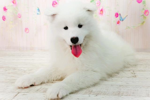 北海道のサモエド (Coo&RIKU札幌東店/2026年1月30日生まれ/男の子/ホワイト)の子犬の3枚目の画像