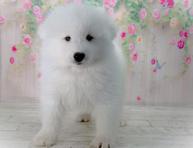 青森県のサモエド (Coo&RIKU青森店/2026年1月30日生まれ/男の子/ホワイト)の子犬の1枚目の画像