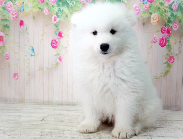 青森県のサモエド (Coo&RIKU青森店/2026年1月30日生まれ/男の子/ホワイト)の子犬の2枚目の画像