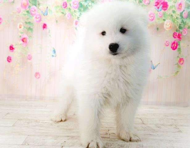 青森県のサモエド (Coo&RIKU青森店/2026年1月30日生まれ/男の子/ホワイト)の子犬の3枚目の画像