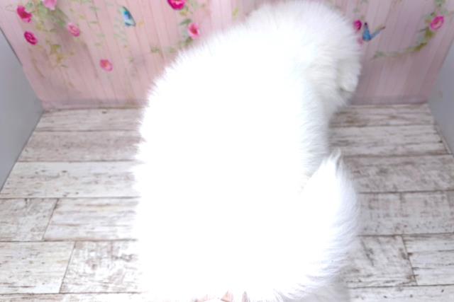 青森県のサモエド (Coo&RIKU青森店/2026年1月30日生まれ/男の子/ホワイト)の子犬の4枚目の画像