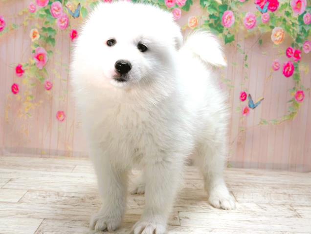 新潟県のサモエド (Coo&RIKU長岡店/2026年1月30日生まれ/男の子/ホワイト)の子犬の2枚目の画像